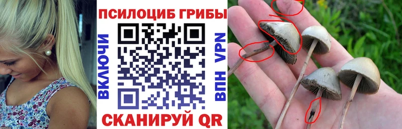 Псилоцибиновые грибы Psilocybe  Керчь 